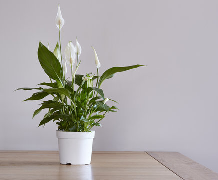 Peace Lily Houseplant