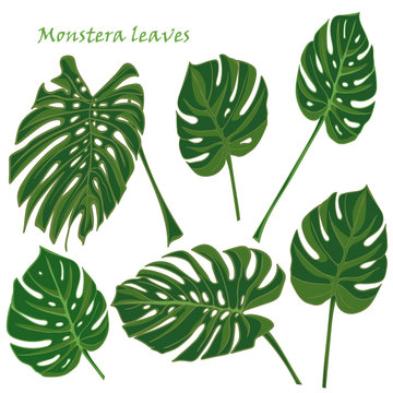 Set tropical monstera leaves. realistic drawing in flat color style. isolated on white background.