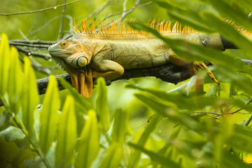 Iguana resting