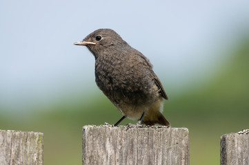 Phoenicurus ochruros bird sits on fence