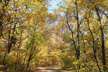 Fototapeta na wymiar Leaves, autumn, fall,yellow,color, nature,sunlight, day,
