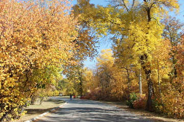 Obraz premium Leaves, autumn, fall,yellow,color, nature,sunlight, day,