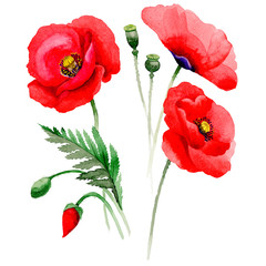 Wildflower poppy flower in a watercolor style isolated.