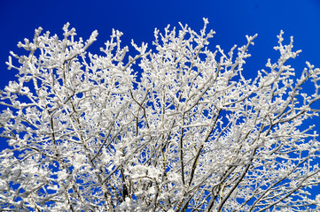 Frozen trees, snow on branches