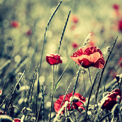 Fototapeta premium Red poppies in the summer field