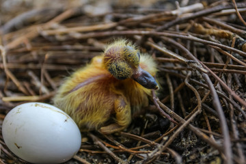 Close-up shot of the newborn pigeon bird with an egg on the nest.