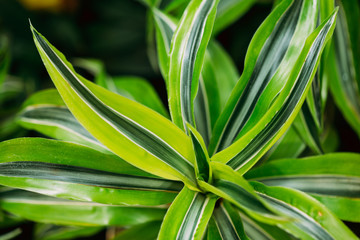 Obraz premium Green Leaves Of Plant Dracaena. Female Dragon Plant. Family Aspa