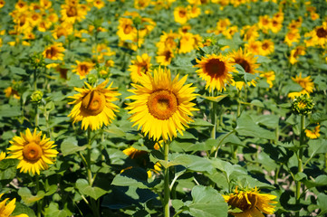 sun flowers on a beautiful sunny day