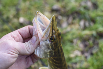Small jack pike caught in the uk on a lure