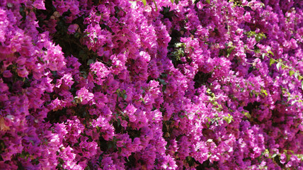 Background view of a Bougainvillea flower tree