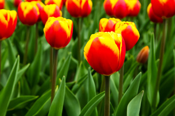 field of beautiful tulips