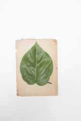 Herbarium - Granadilla Blatt