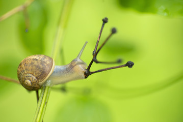 A snail eating a plant