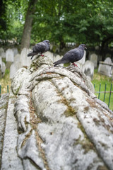 pigeons on grave london