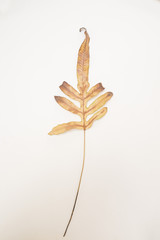 Herbarium 