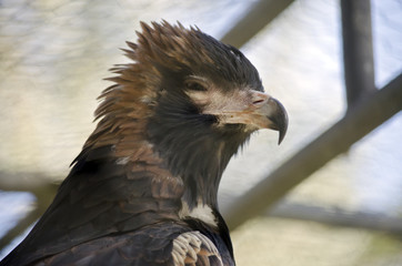 black breasted buzzard
