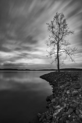 Lone tree by the lake