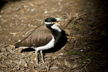 banded lapwing