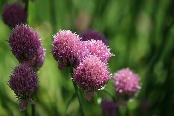 Lila blühender Schnittlauch - allium schoenoprasum