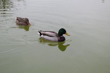 Ducks on Pond