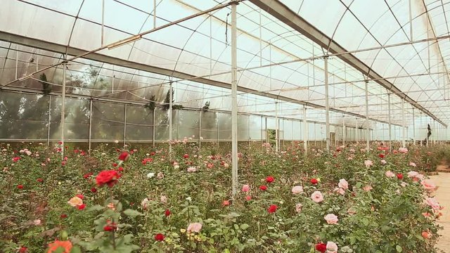 A greenhouse with roses in a park of flowers in Dalat. Shooting in motion