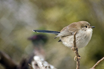 fairy wren