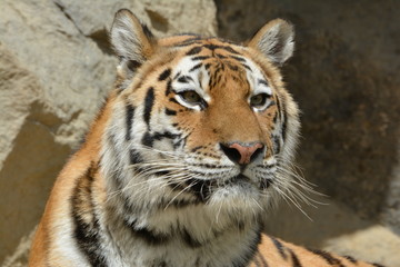 Obraz premium Tiger