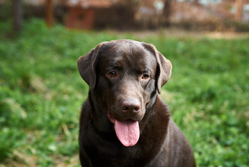 A black dog, a labrador stuck out his tongue