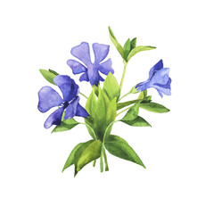 Bouquet of blue bell or periwinkle flowers painted by watercolor isolated on white background. Hand drawn illustration.