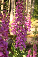 Obraz premium Roter Fingerhut - Digitalis purpurea