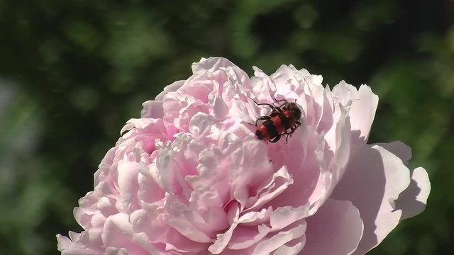 Paarung von gemeinen Bienenk&auml;fern auf einer zartrosa Pfingstrosenbl&uuml;te