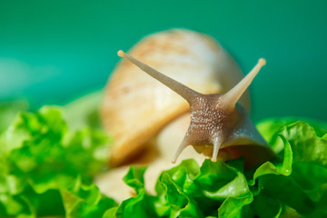 Home snail Achatina on green salad