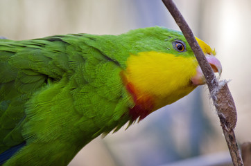 Superb parrot