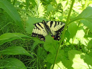 papillon
