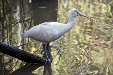 yellow spoonbill