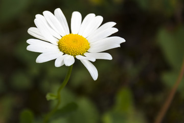 Fototapeta premium The moon daisy. Little white flower on green grass background. Spring nature.