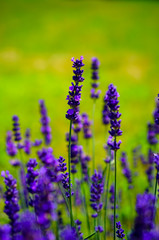 Field of lavender on a beautiful sunny day