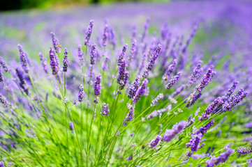 Field of lavender on a beautiful sunny day