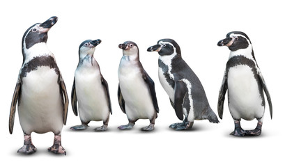 Obraz premium Pingwin odizolowywający