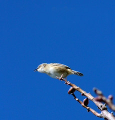 MOSQUITERO