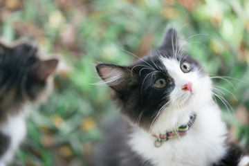 Cat playing in the garden.