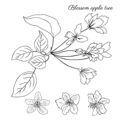 Apple tree blossom flower, branch sakura, floral head vector botanical ink sketch hand drawn isolated on white, vintage romantic style for greeting card, package design cosmetic, wedding invitations