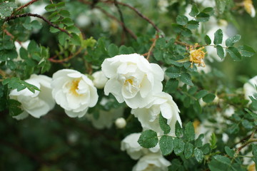 Obraz na płótnie Canvas White rose in the rain