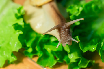 Home snail Achatina on green salad