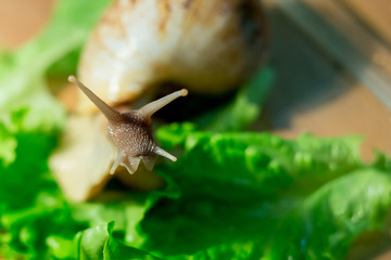 Home snail Achatina on green salad