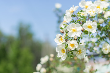 Bush of white roses on a background of blue sky. Floral background with space for text. Beautiful white roses.