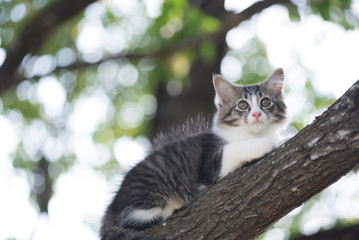 Cat playing on the tree.