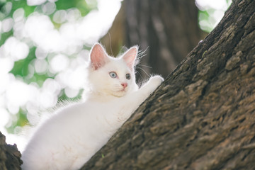 White cat playing on the tree.