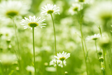 Delicate daisies on a green background. Beautiful flowers. Selective soft focus.