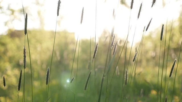 Close-up of high swaying grass in the field slow-mo 1920X1080 HD footage - Green fresh decorative spring plant slow motion shallow DOF 1080p FullHD video